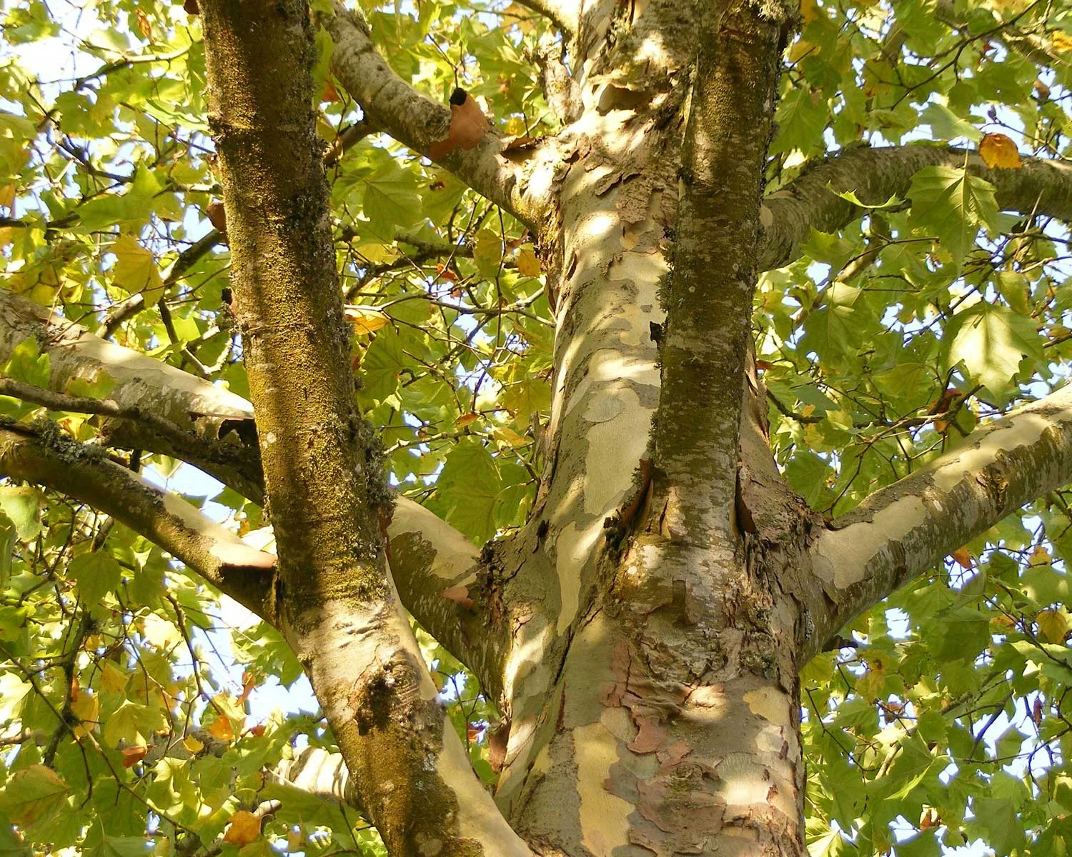 sycamore tree