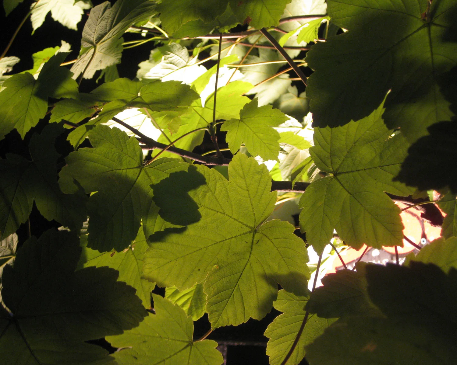sycamore tree