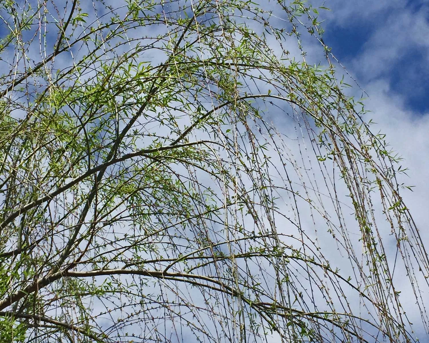 weeping willow tree