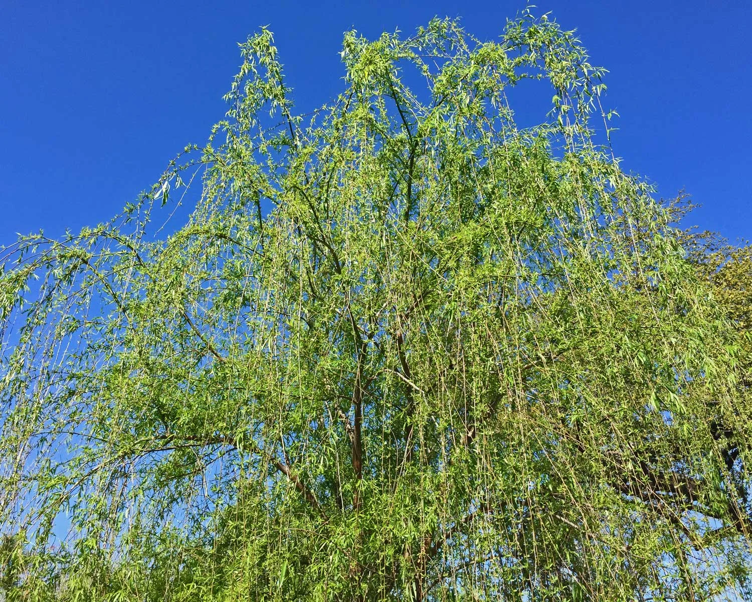 weeping willow tree