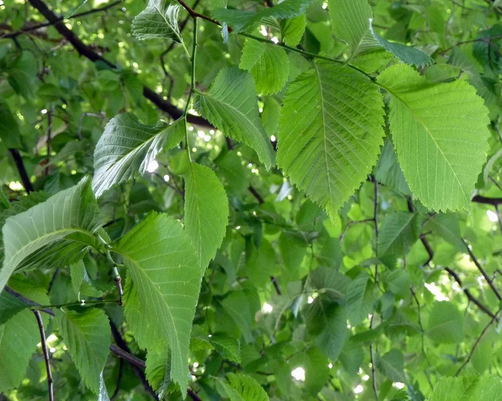 Plants for Dallas - Your Source for the Best Landscape Plant ...