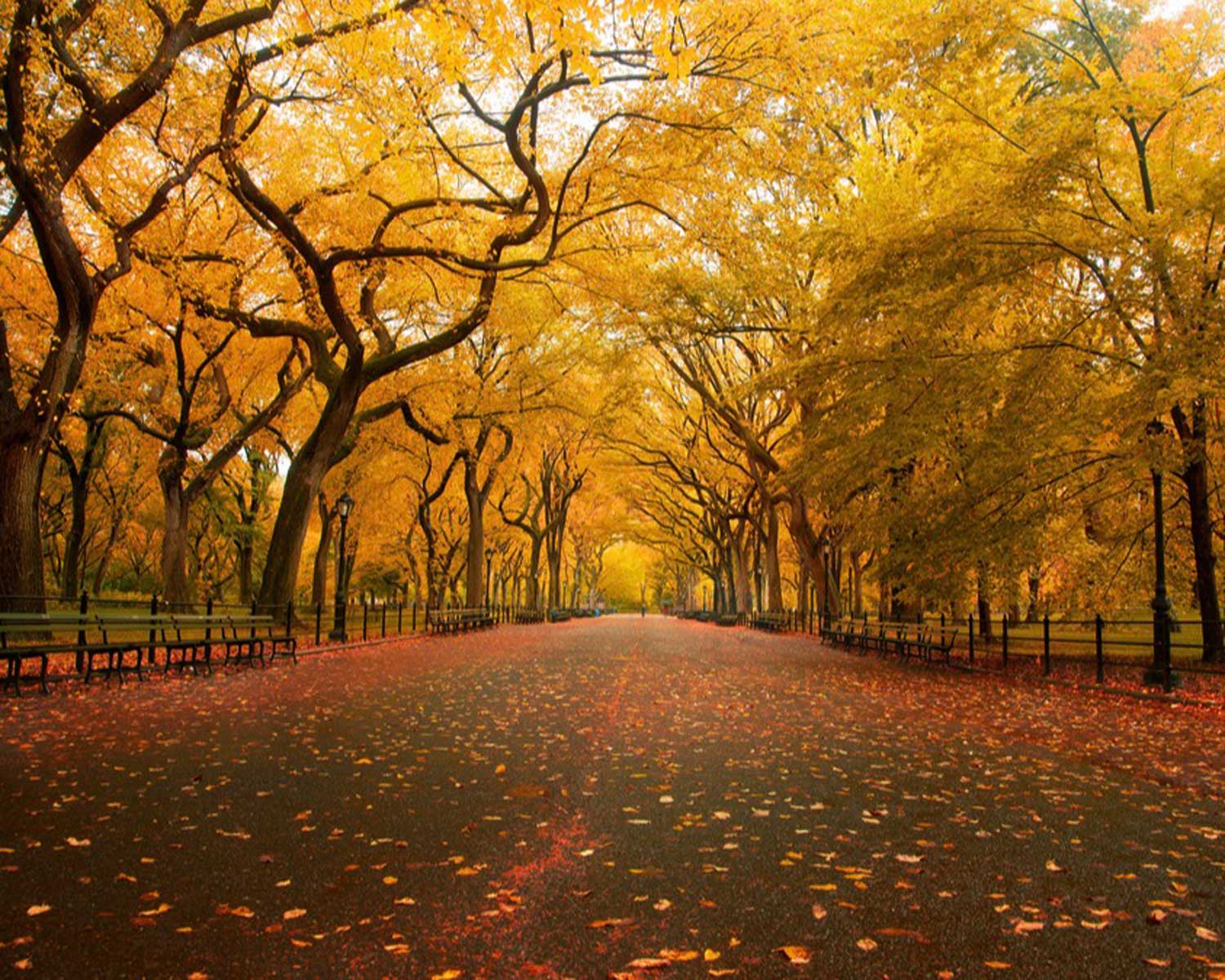 American Elm new York City (Via Flickr - Chris Ford)