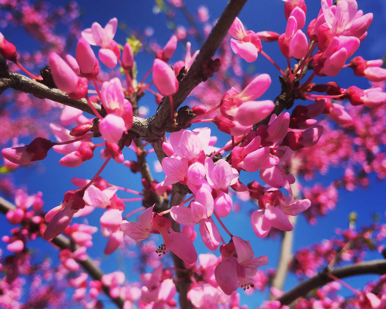 Plants for Dallas Your Source for the Best Landscape