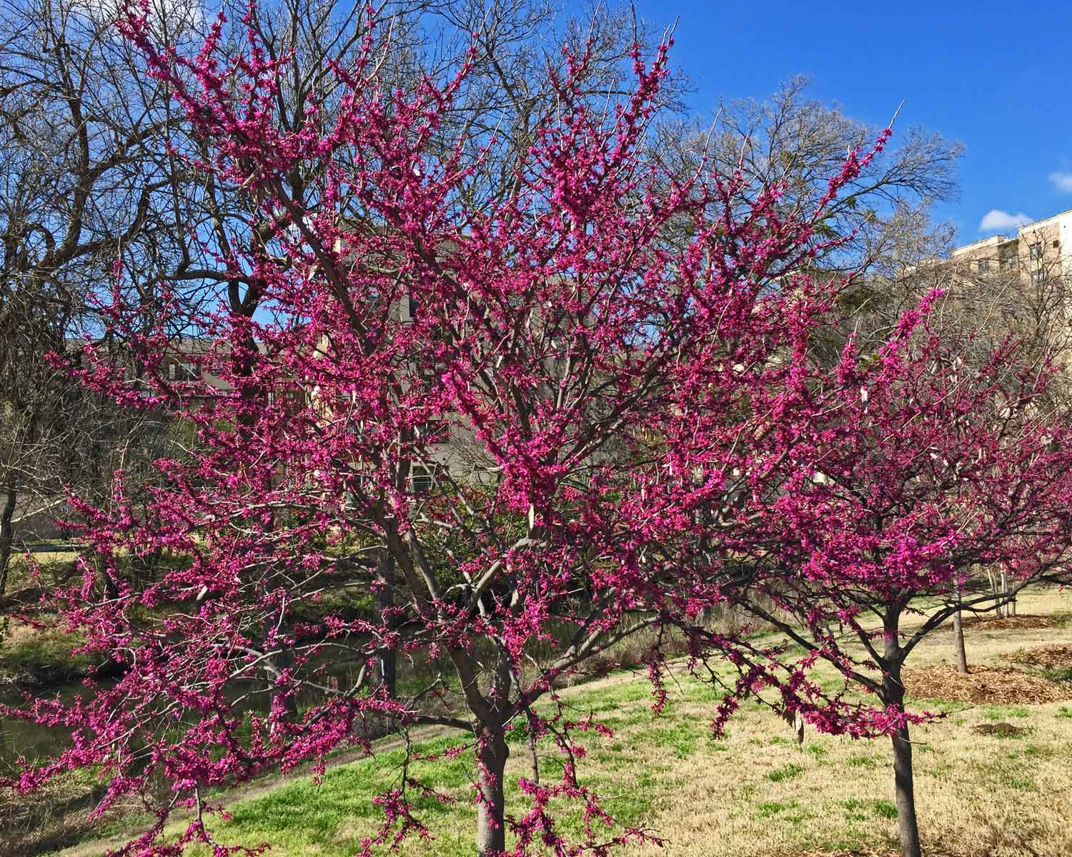 redbud tree spring buds