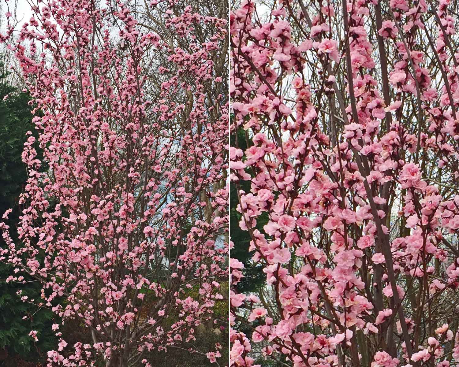 purple leaf plum tree spring blooms