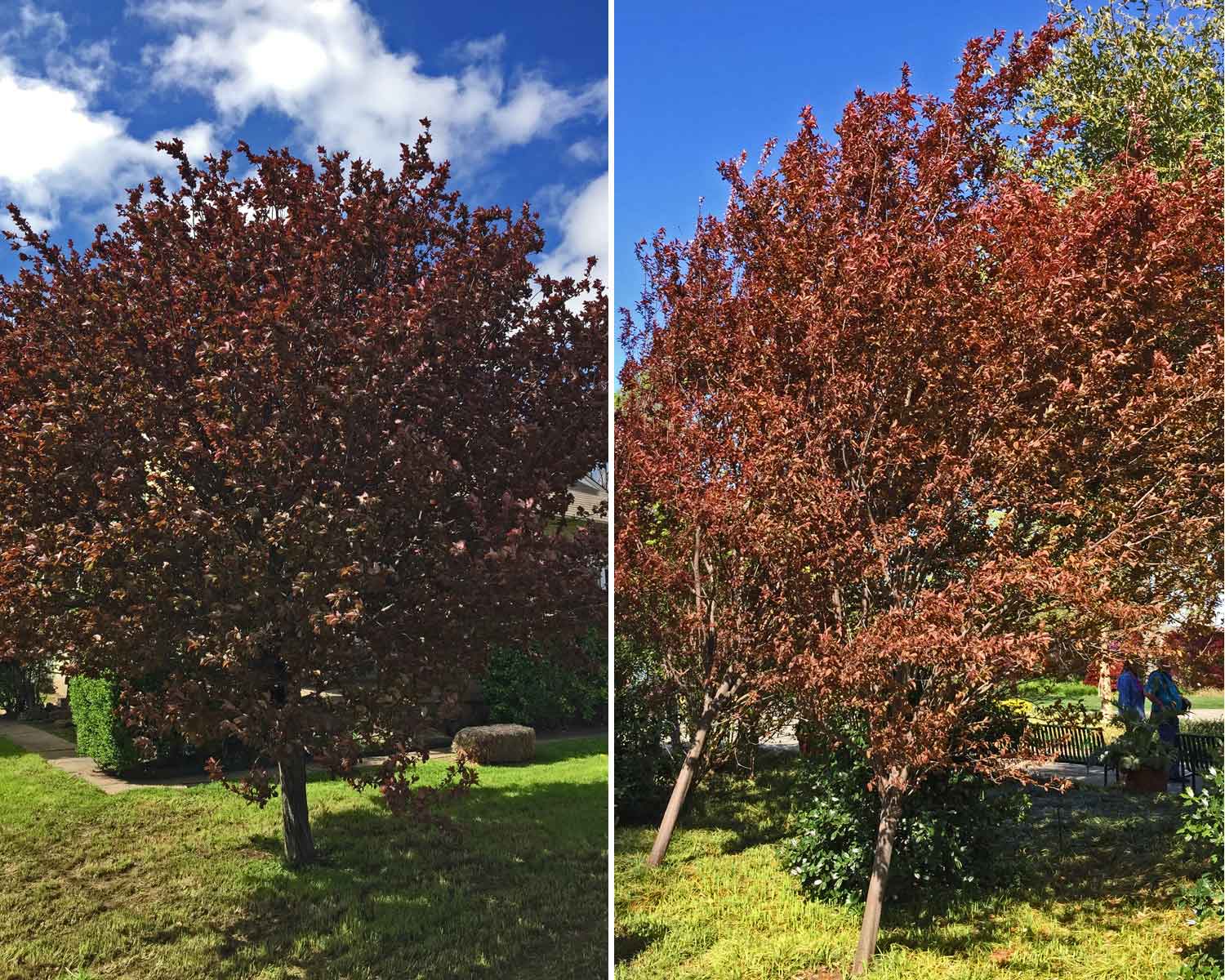 purple leaf plum tree leaning