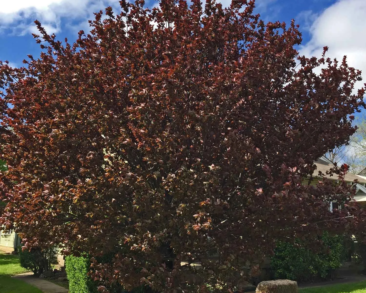 purple leaf plum tree