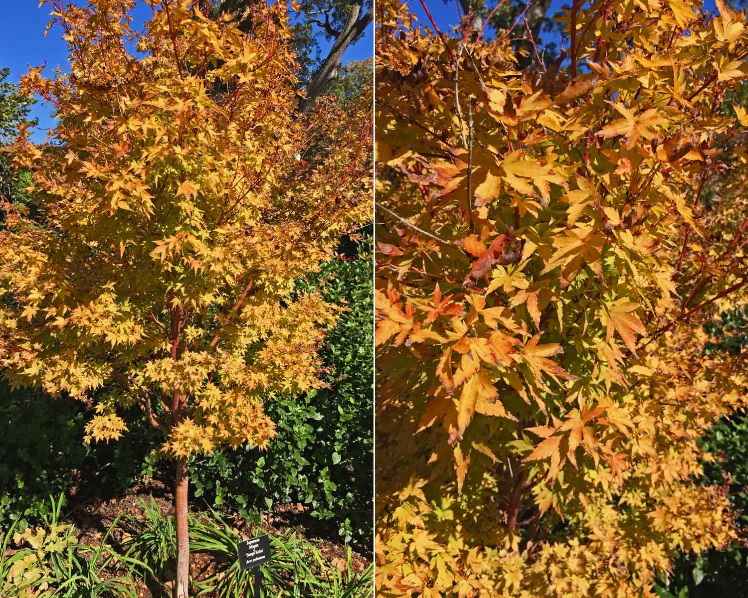 japanese-maple-tree-'sango-kaku.jpg