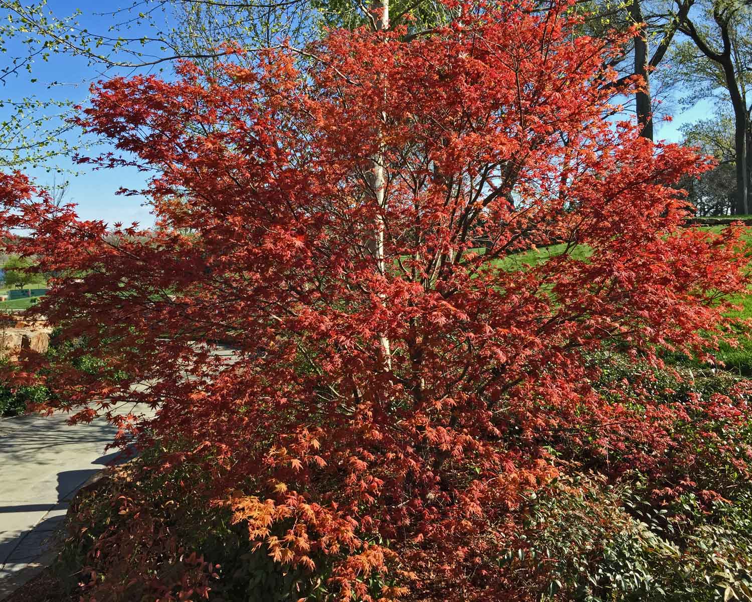 japanese-maple-tree-1.jpg