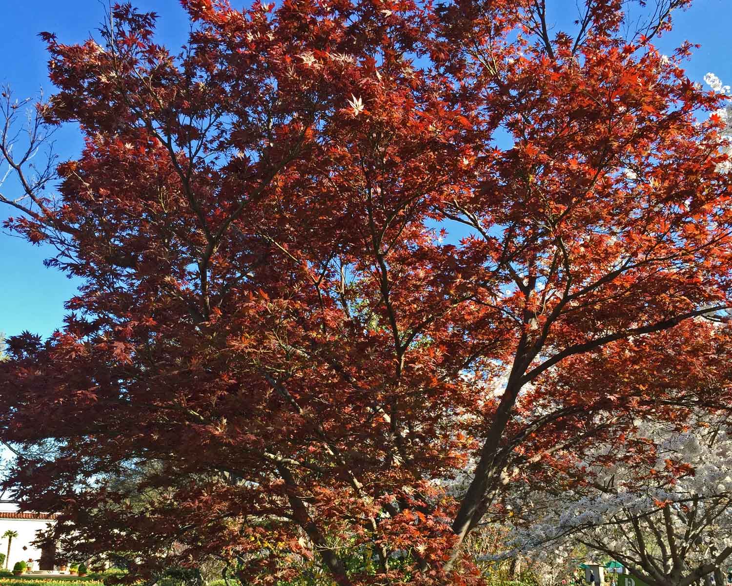 japanese maple tree 'bloodgood'