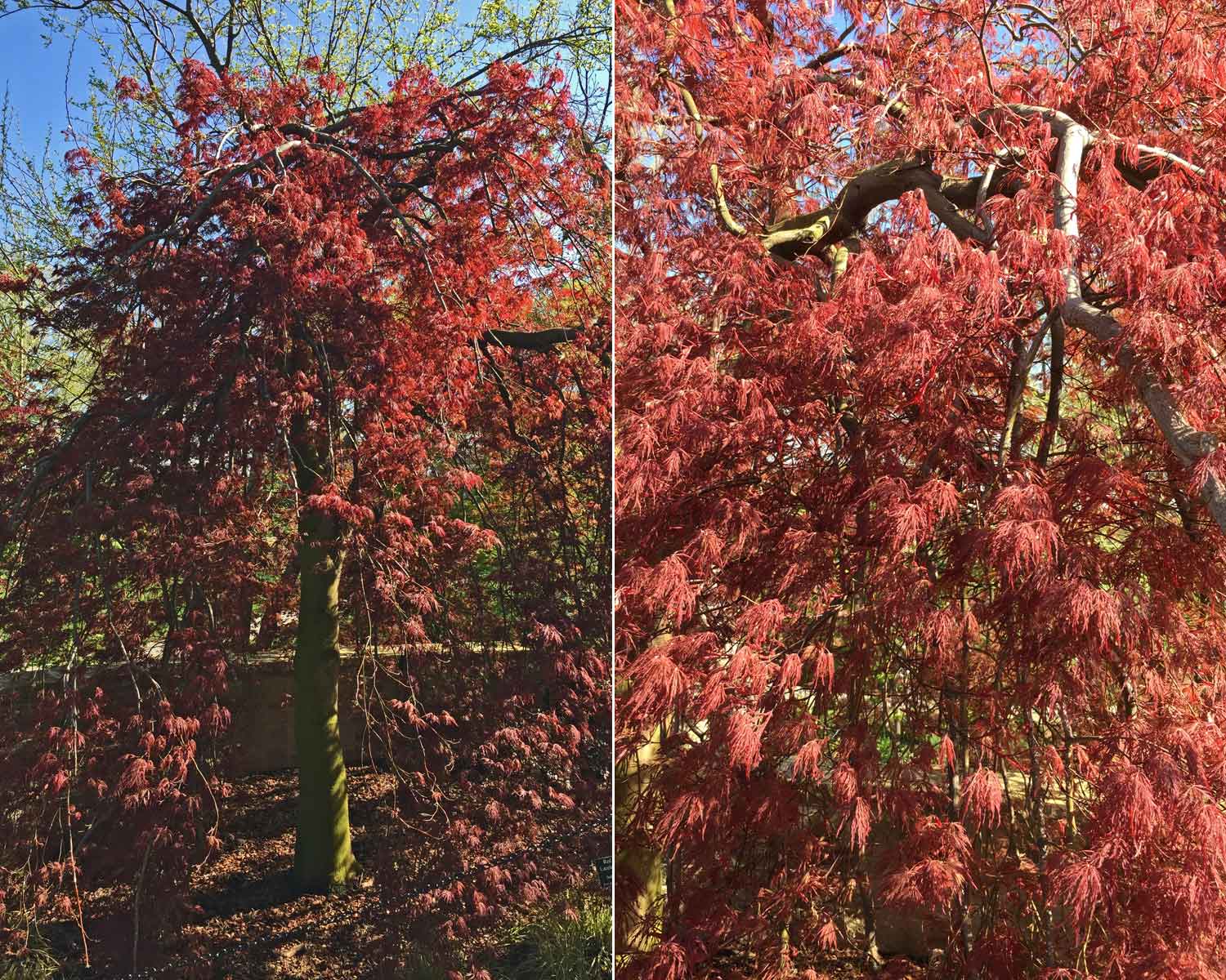 japanese-maple-tree-red-select-laceleaf-maple.jpg