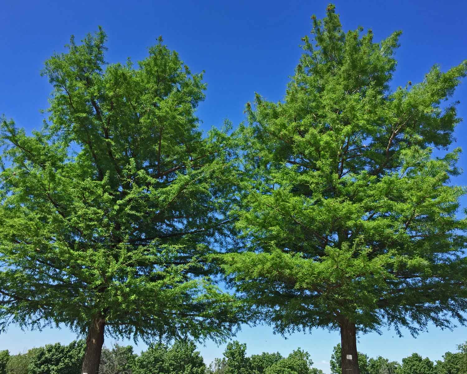 bald cypress trees