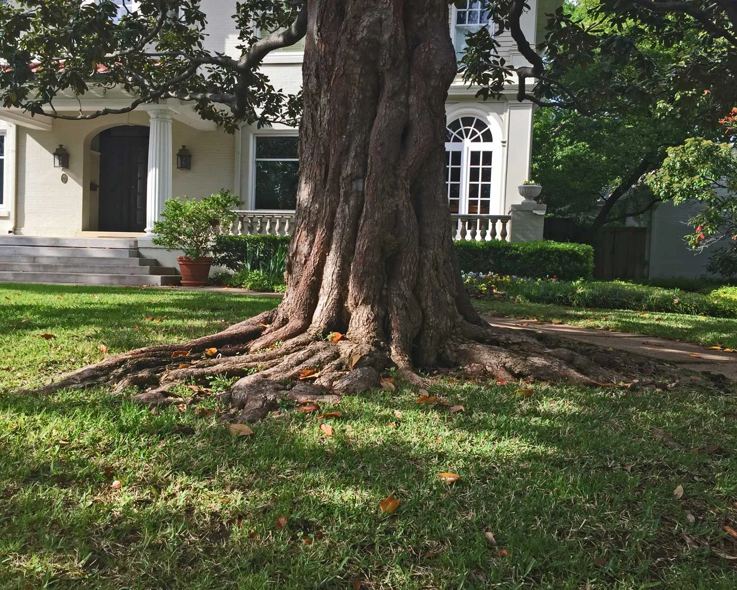 magnolia tree trunk and roots