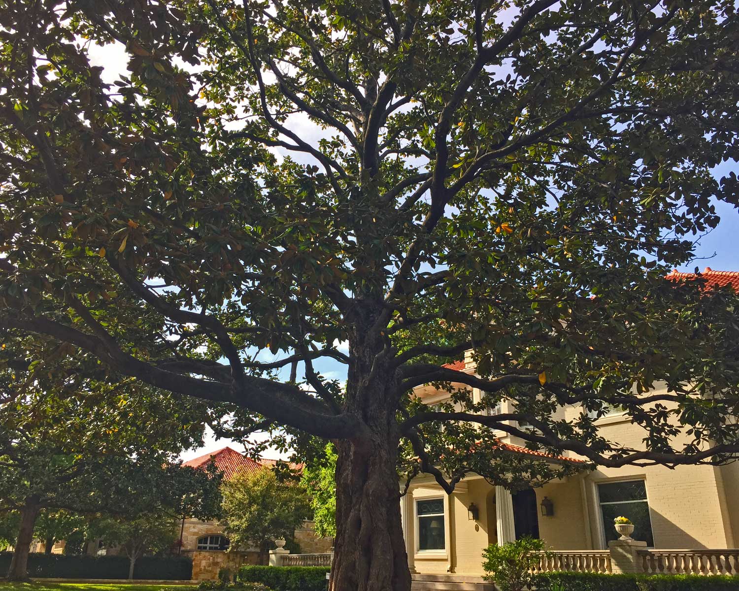 magnolia tree