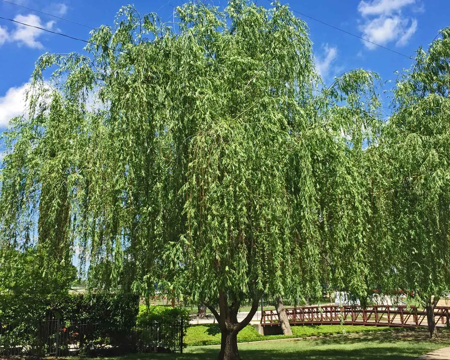 weeping willow tree