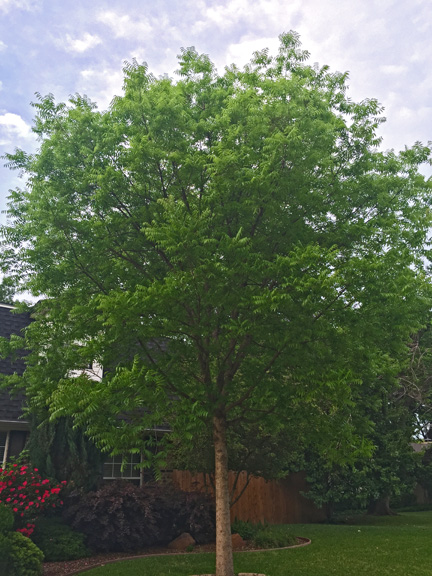 chinese pistache tree