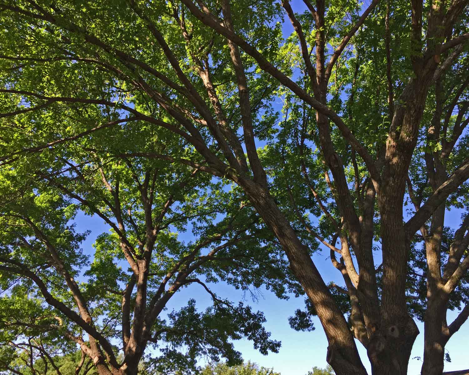 red oak tree shade