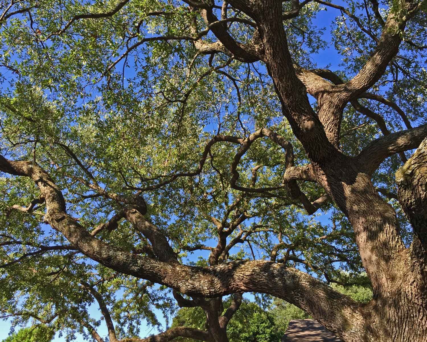 live oak tree