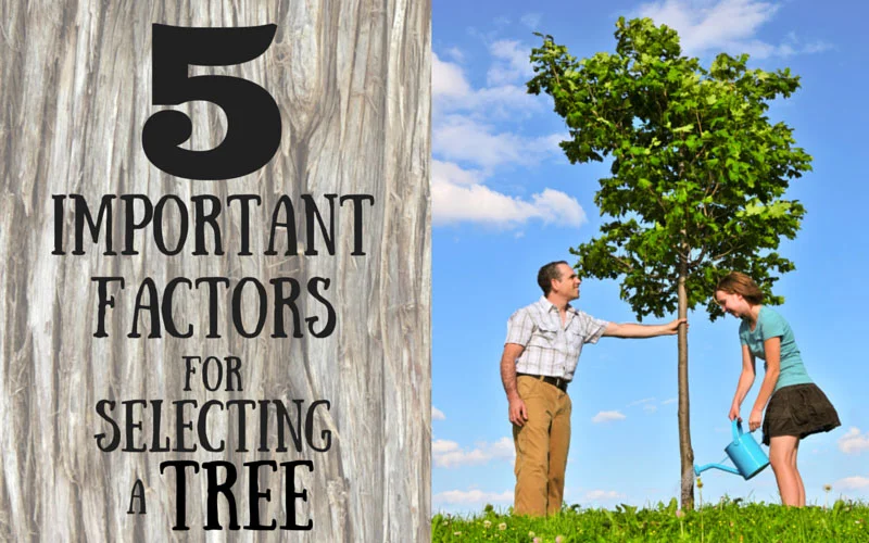 5 Important Factors for Selecting a Tree