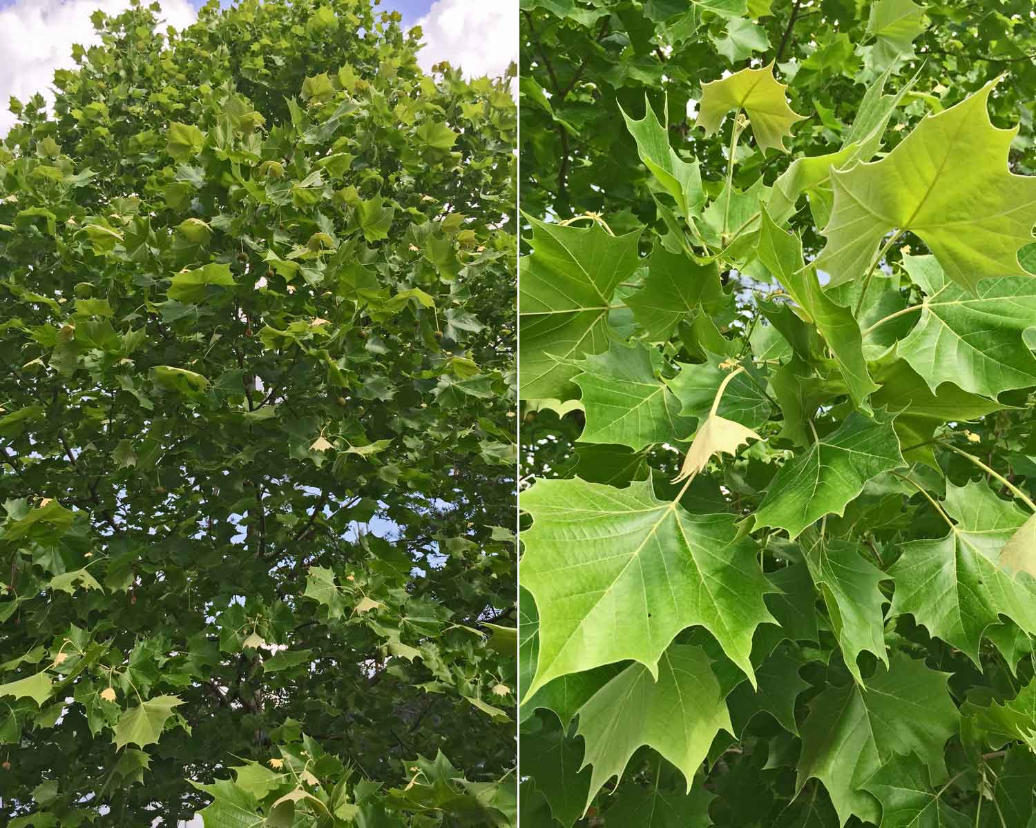 sycamore tree and leaves