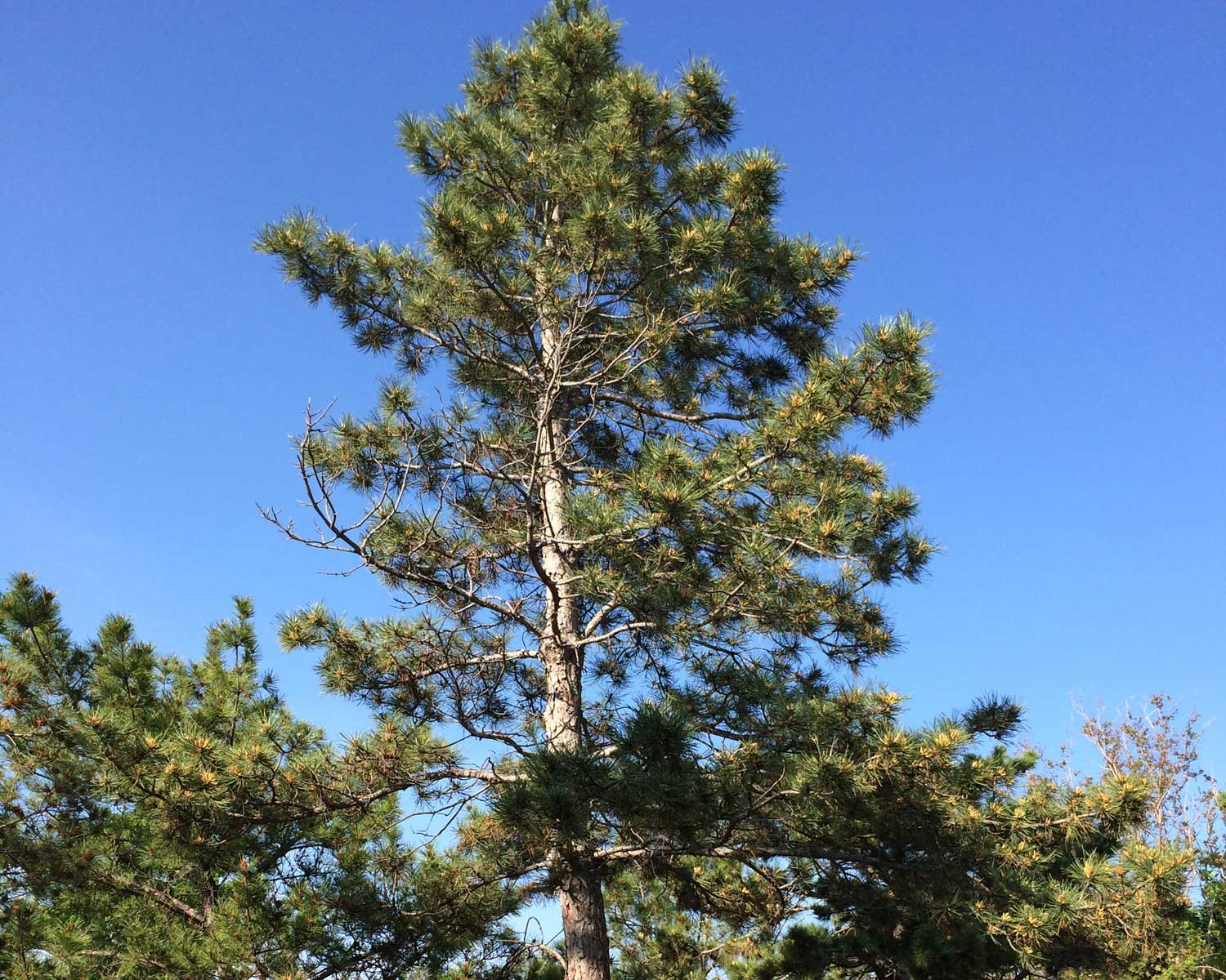 eldaria pine tree