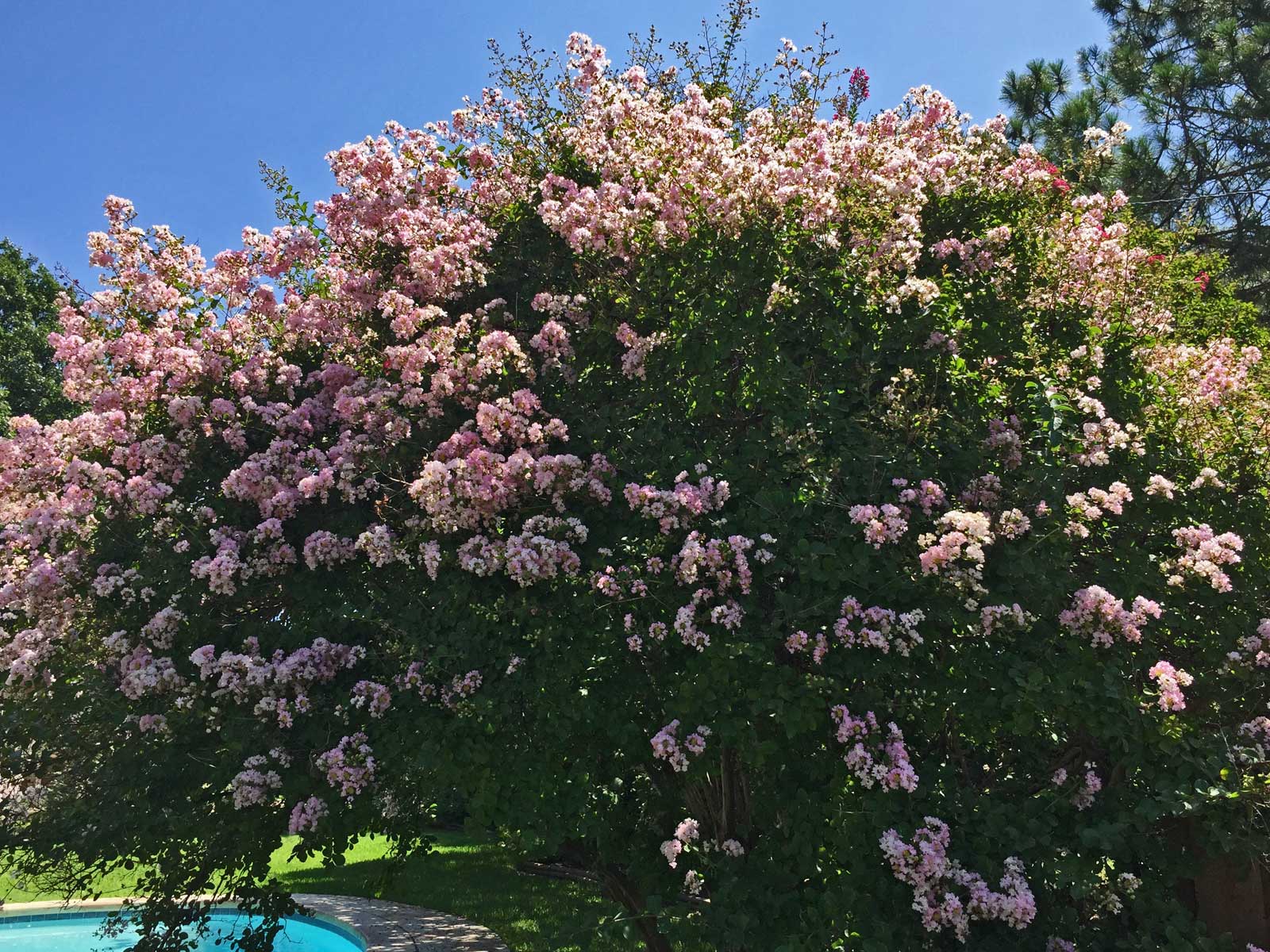 crape myrtle tree 'biloxi'