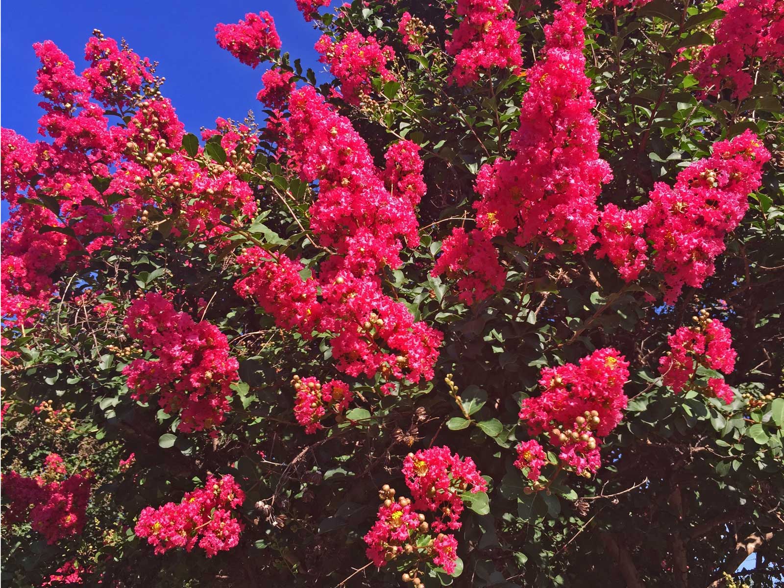 crape myrtle tree 'dallas red'