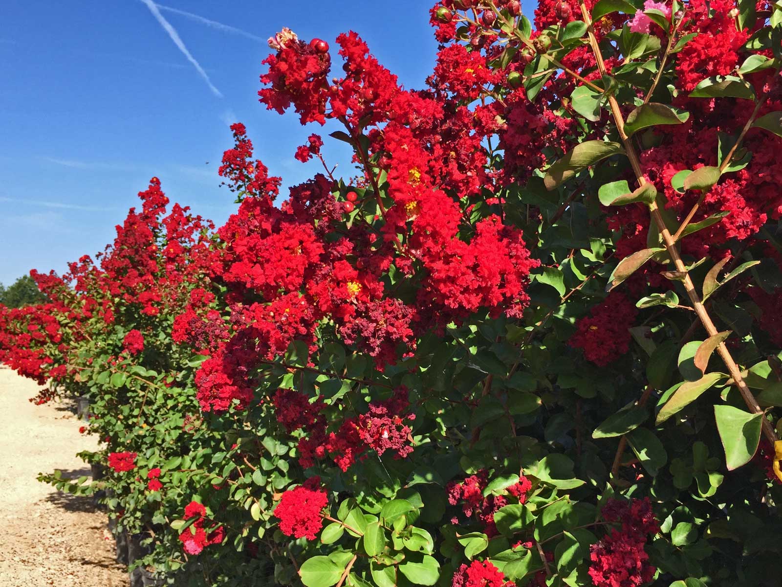 crape myrtle tree 'dynamite'