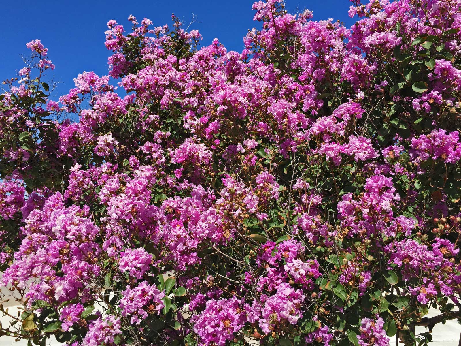 crape myrtle tree 'choctaw'