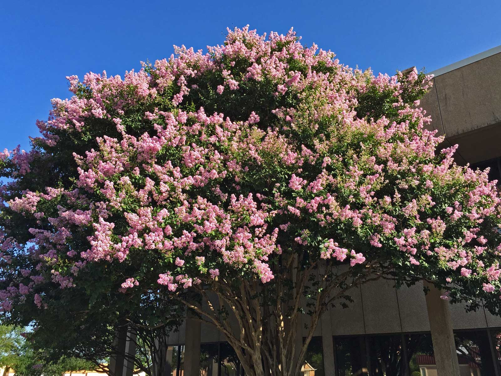 crape myrtle tree 'muskogee'