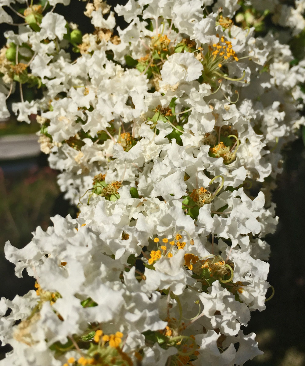 crape myrtle tree 'natchez' blooms 
