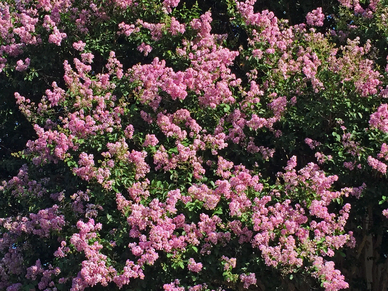 crape myrtle tree 'muskogee'
