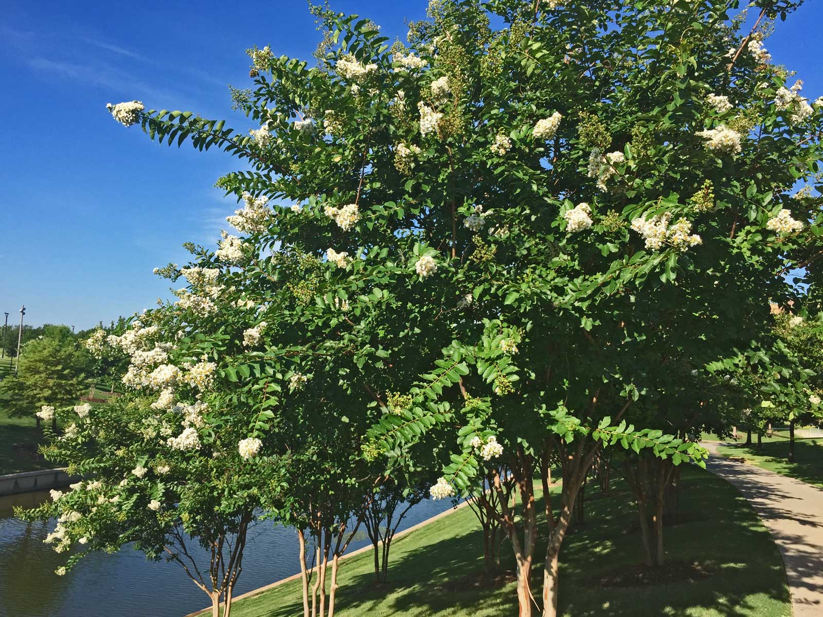 crape myrtle tree'natchez'