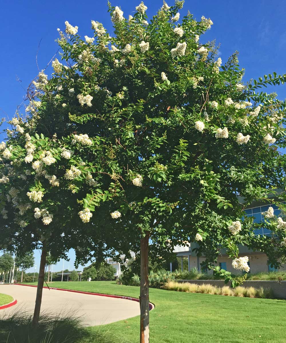 single trunk crape myrtle tree 'natchez'