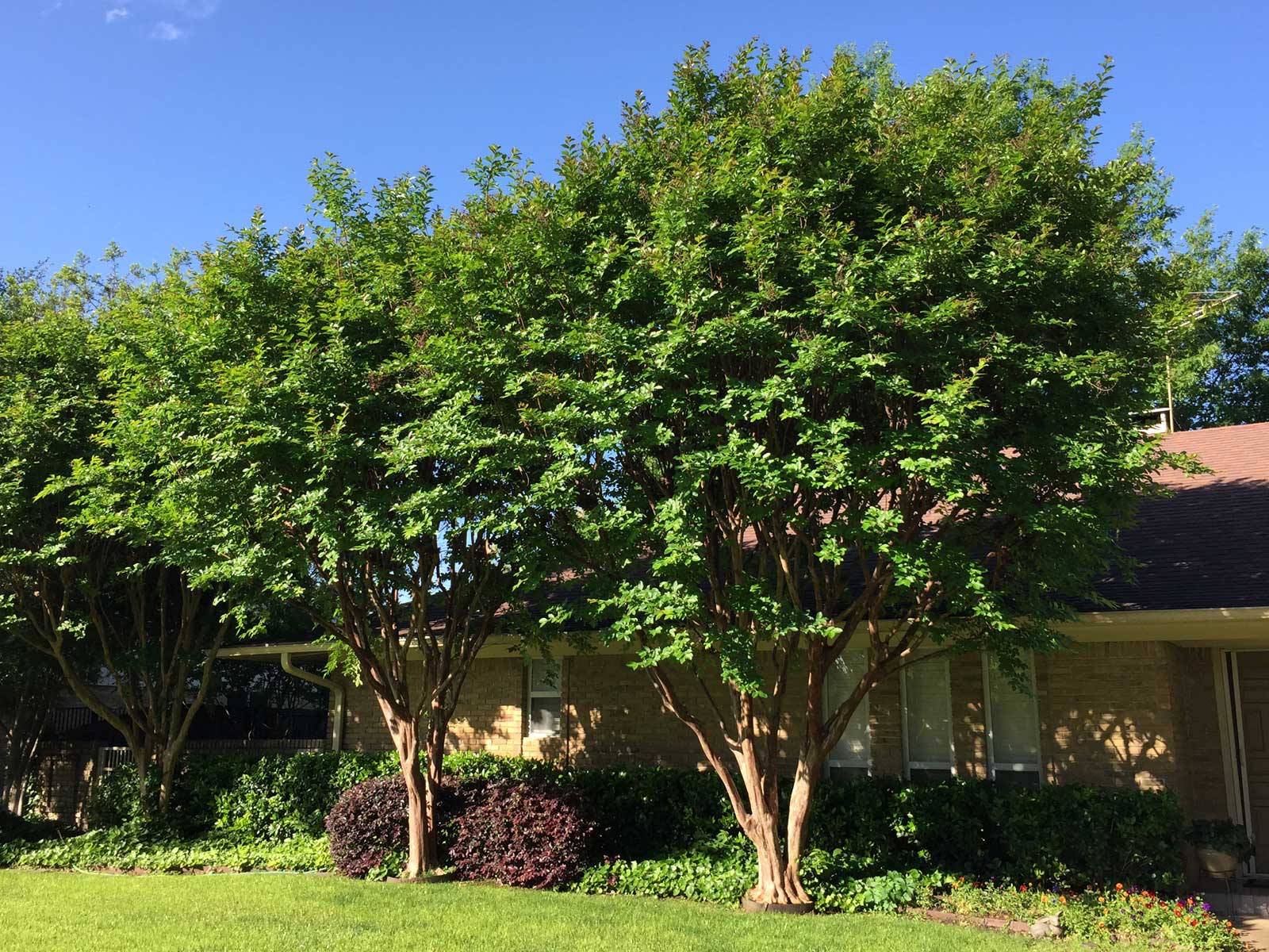 crape myrtle tree early spring befor blooms