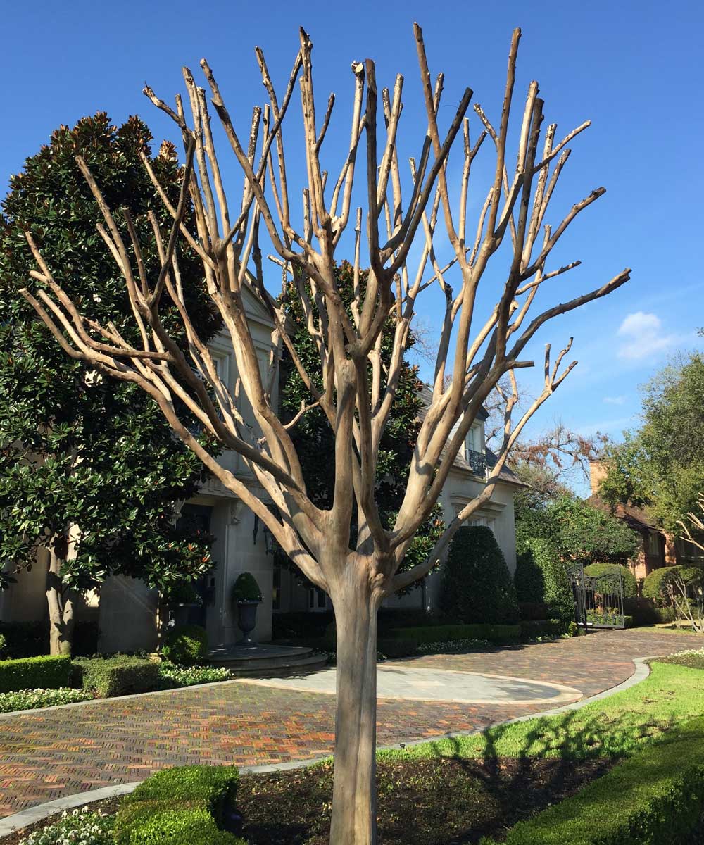 standard crape myrtle winter