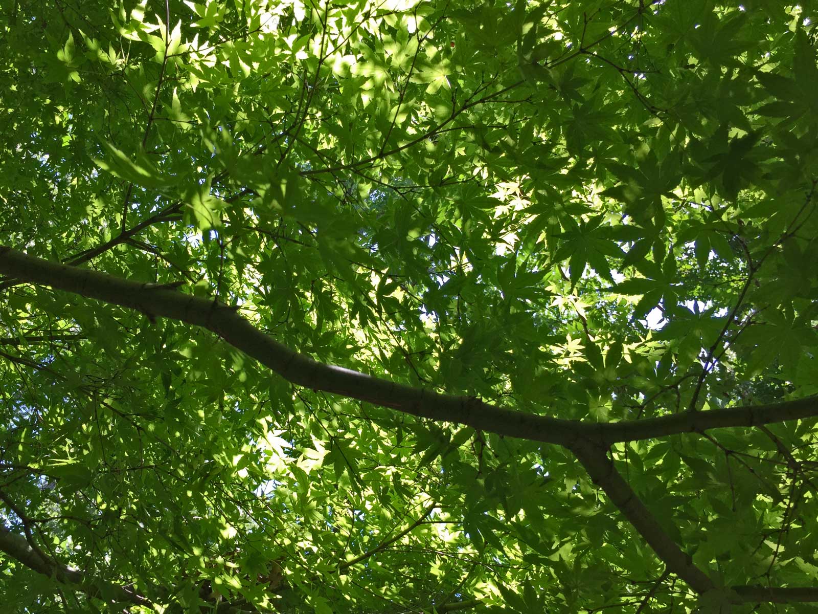 japanese maple summer leaves.jpg