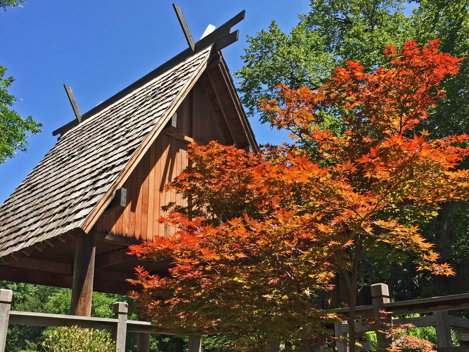 japanese maple tree