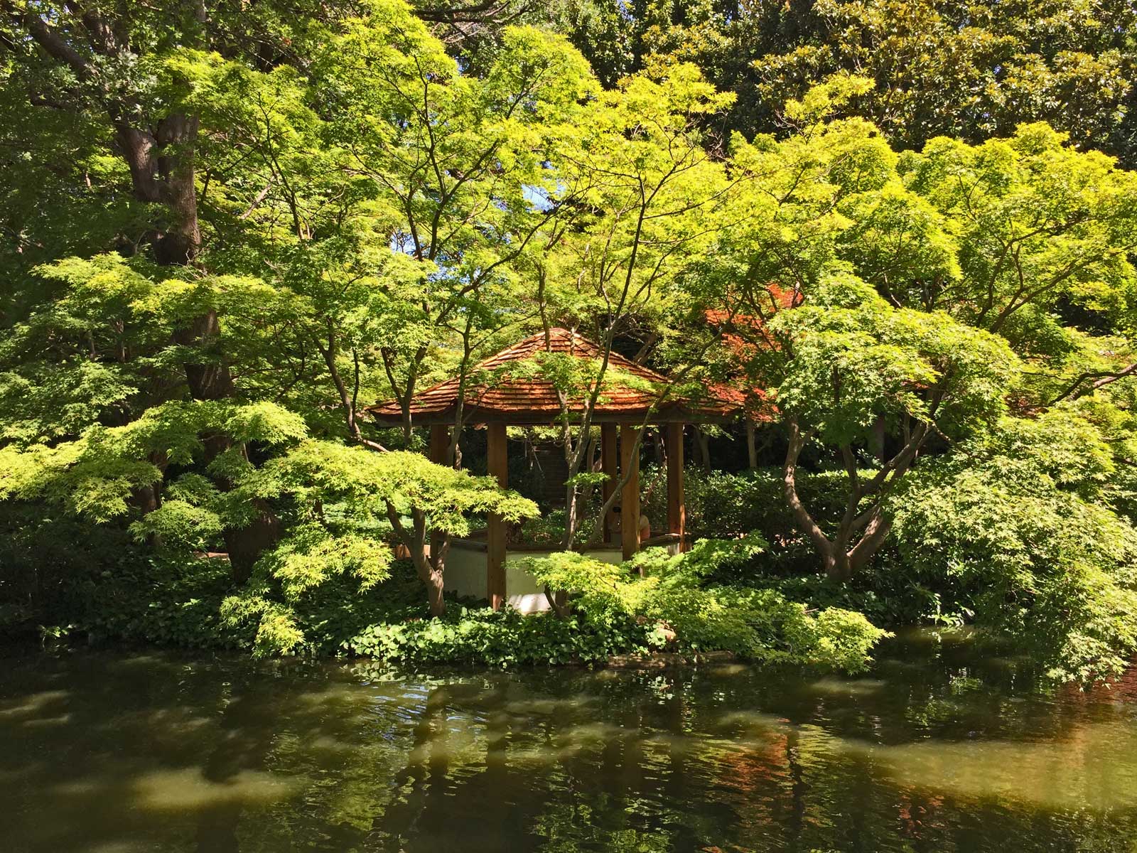 japanese maple trees