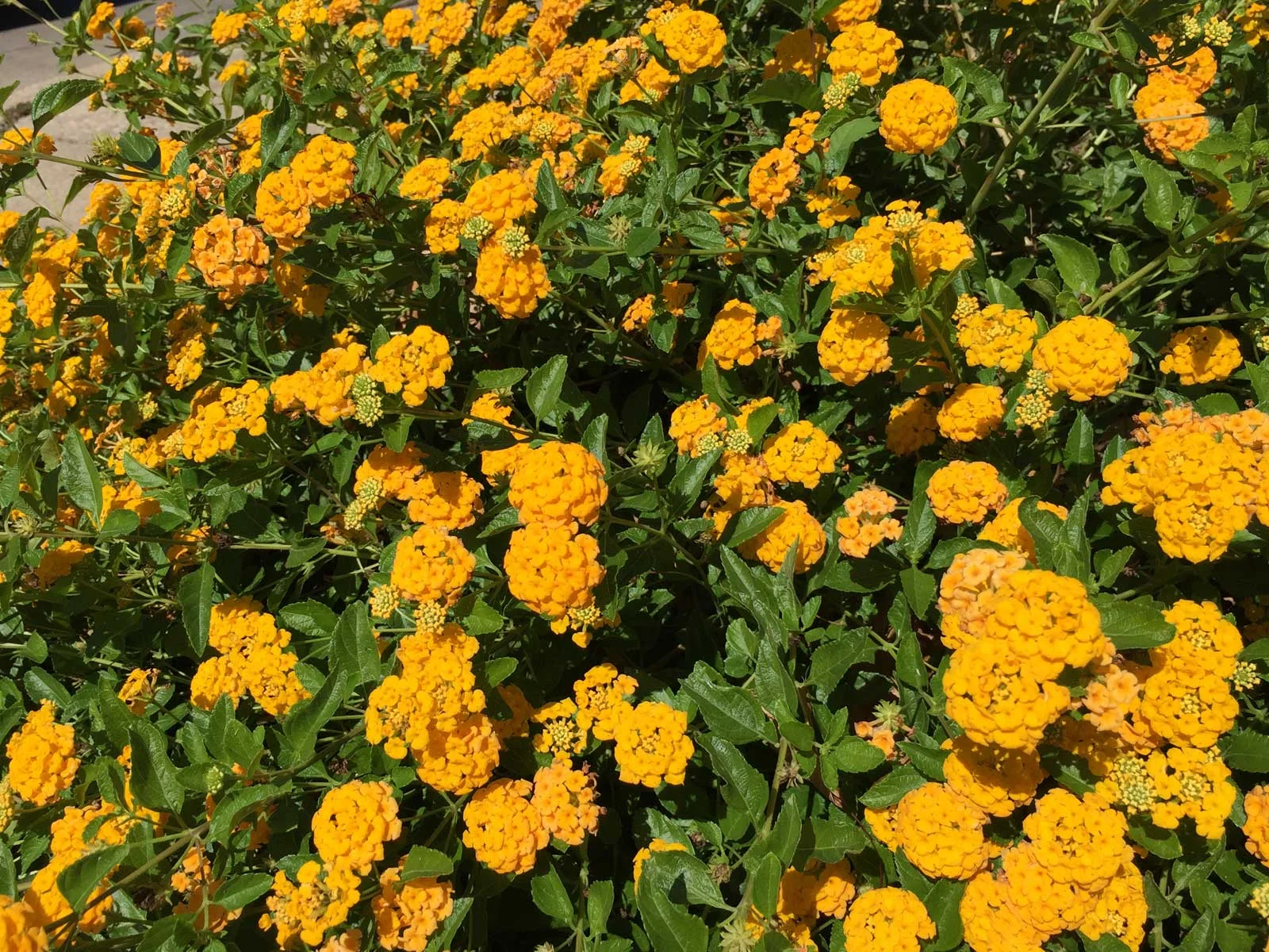 Plants for Dallas Your Source for the Best Landscape