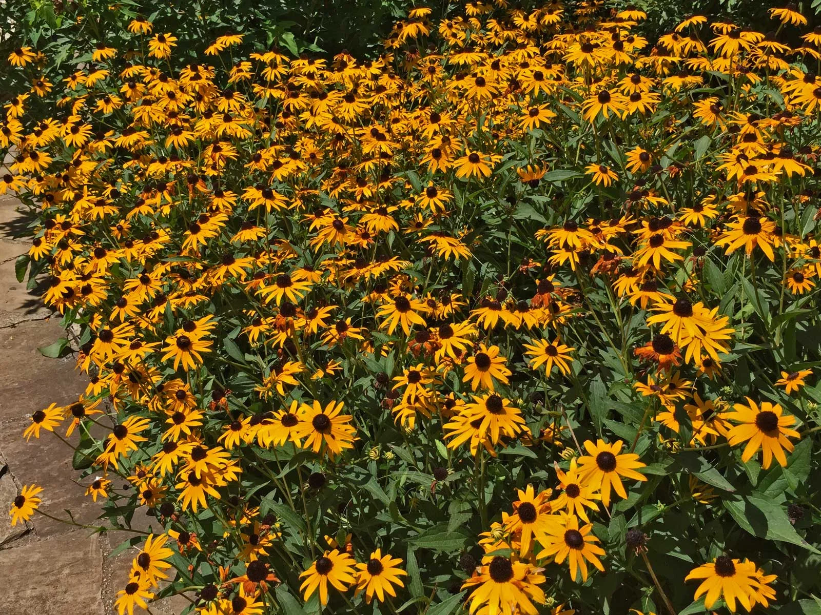 What's Blooming In Dallas ... July 2015