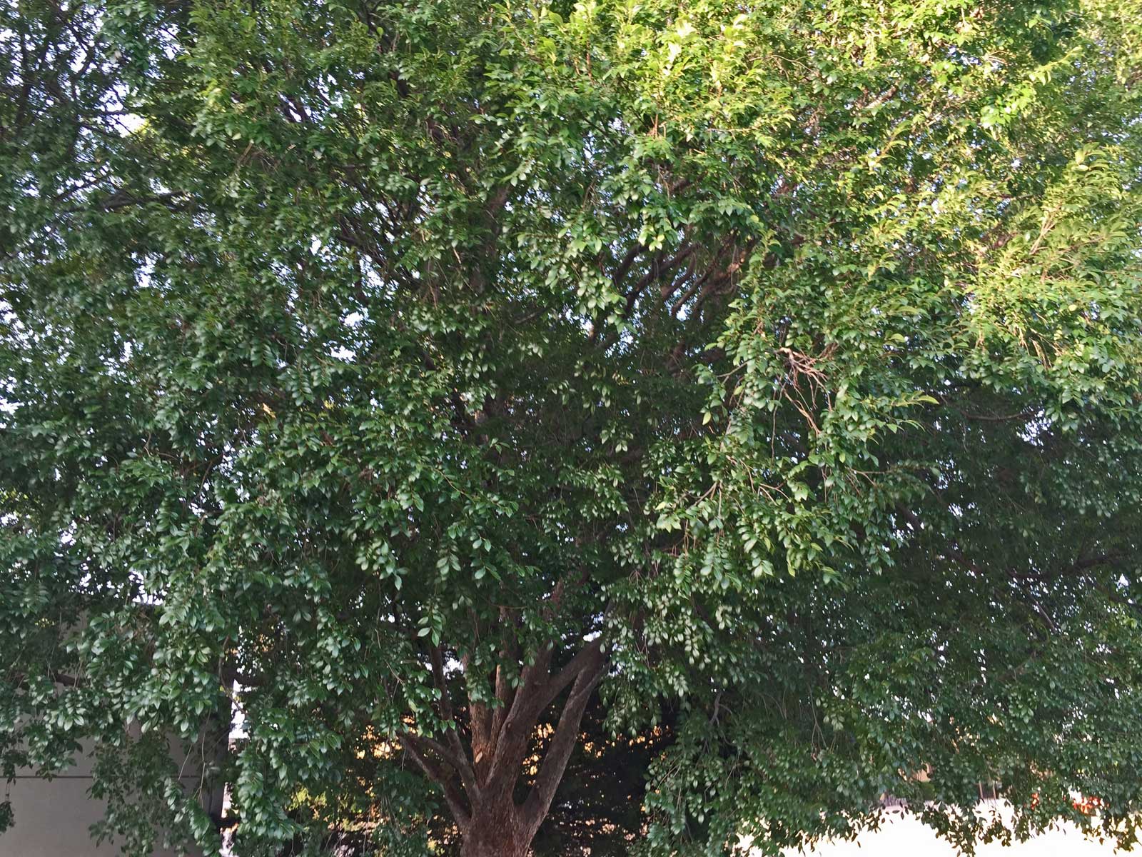 lacebark elm tree