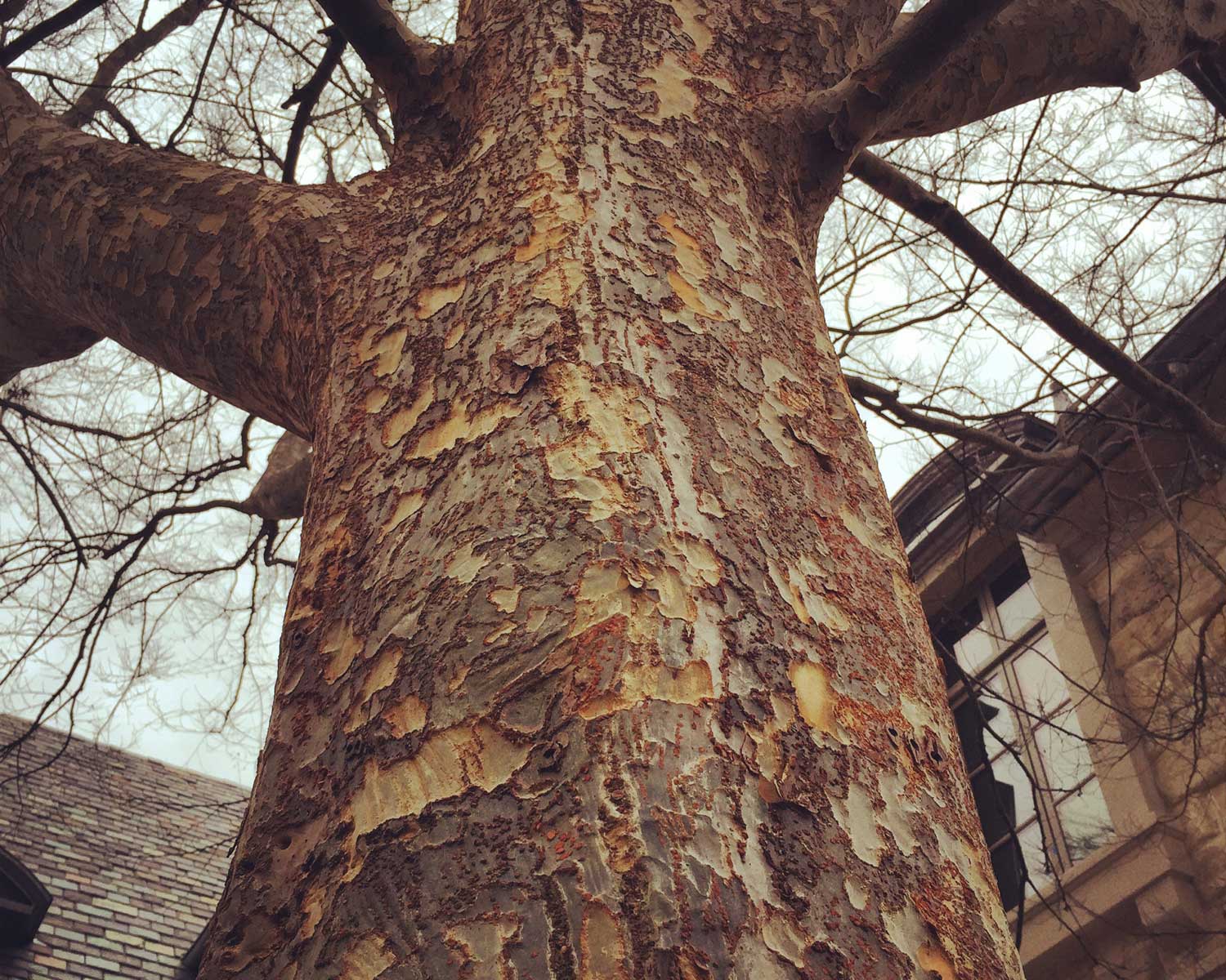 lacebark elm tree