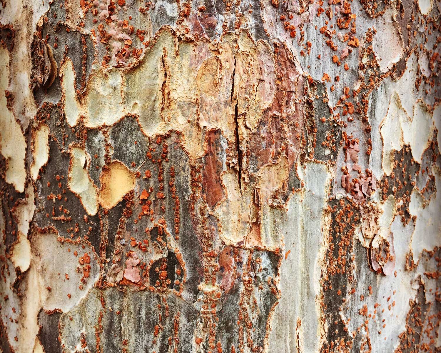 lacebark elm tree