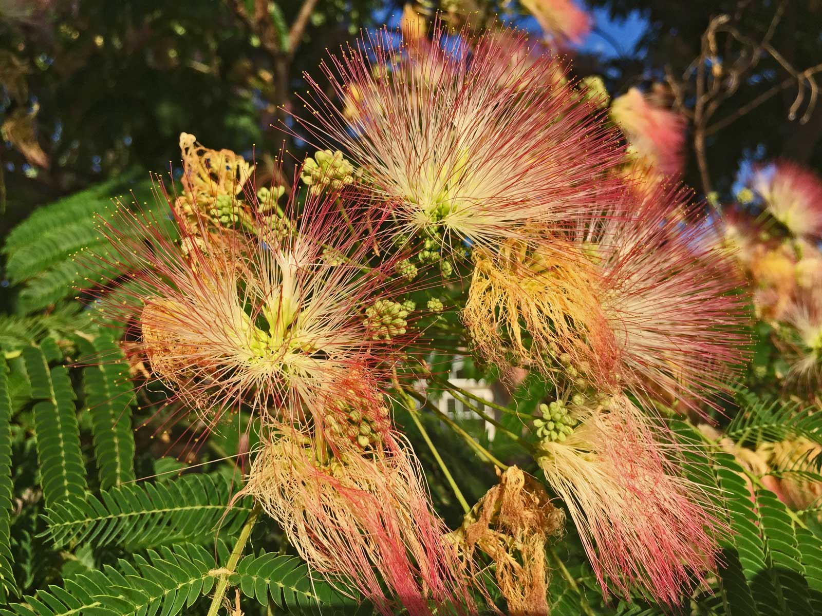 mimosa tree blooms