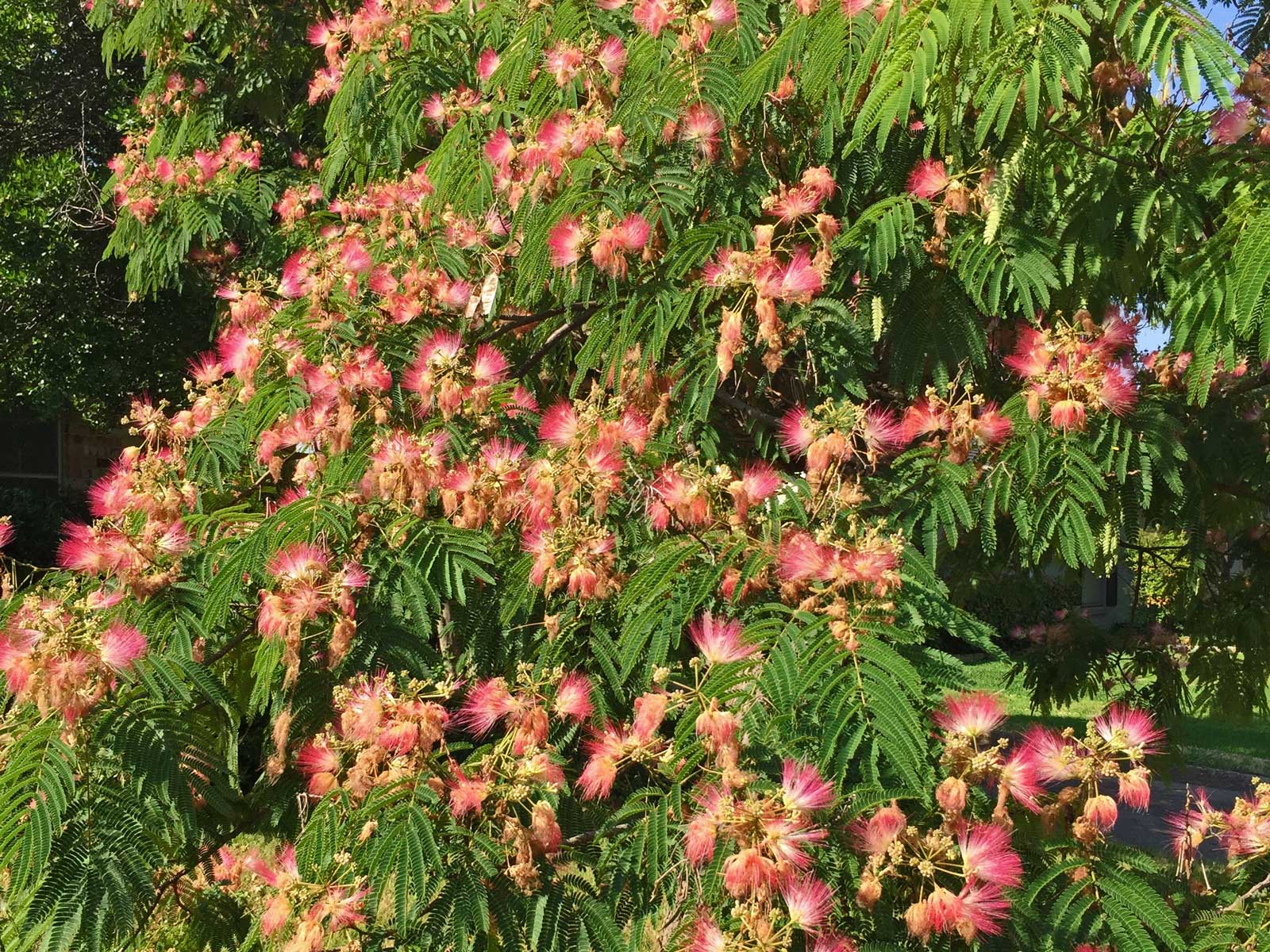 mimosa tree blooms