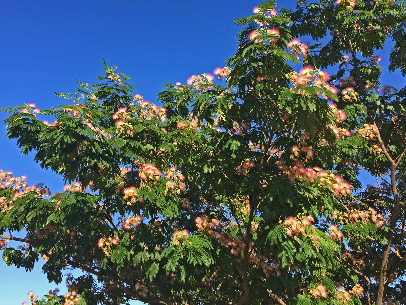 mimosa tree