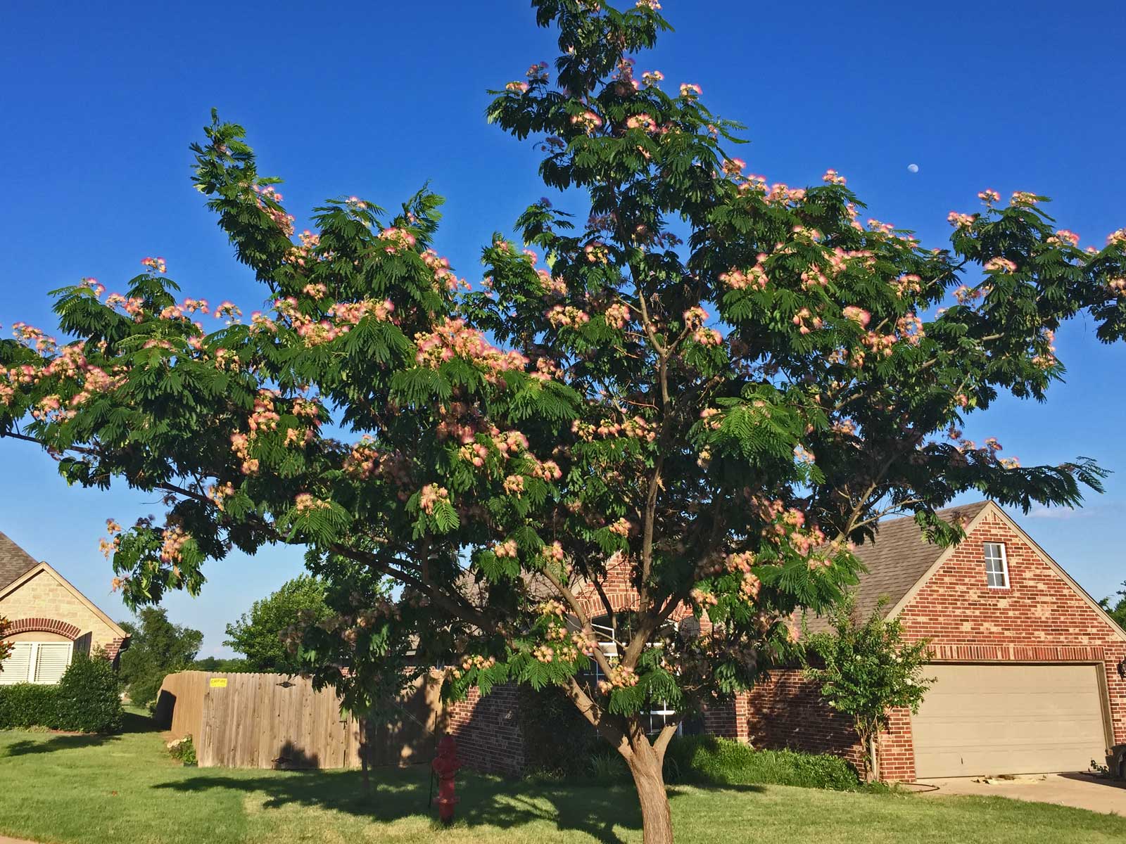 mimosa tree