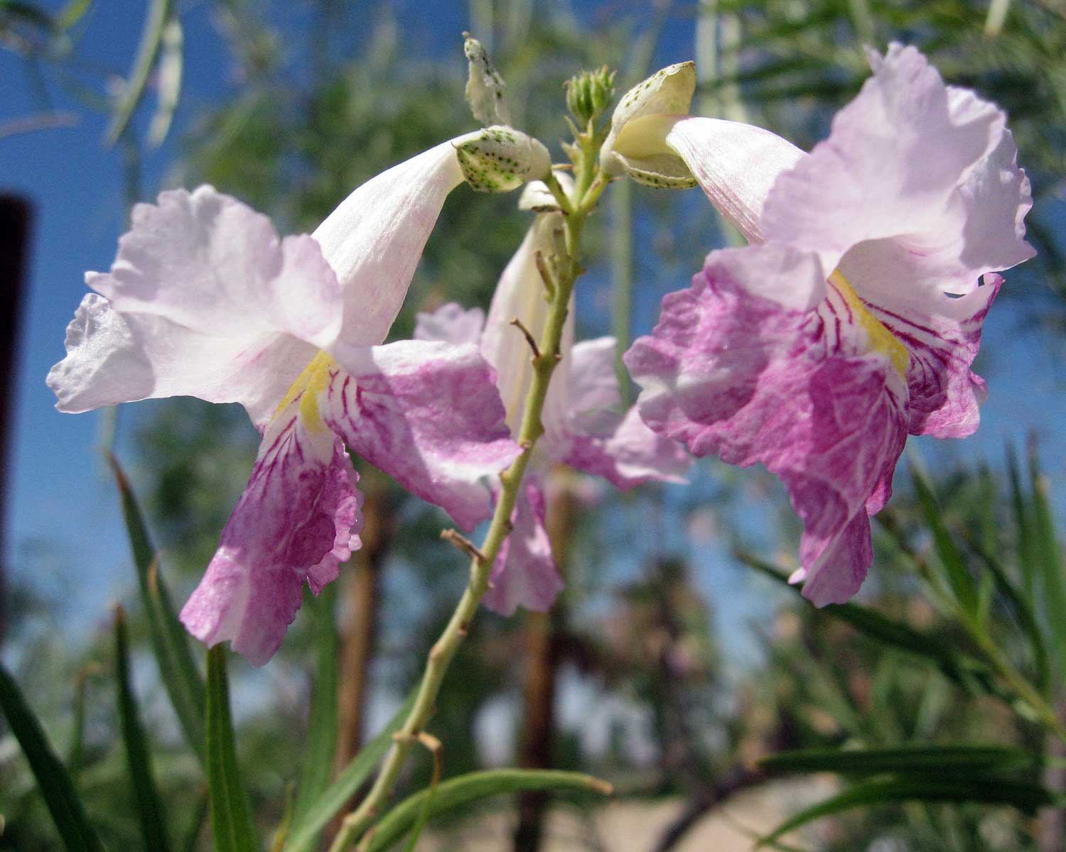 desert willow tree