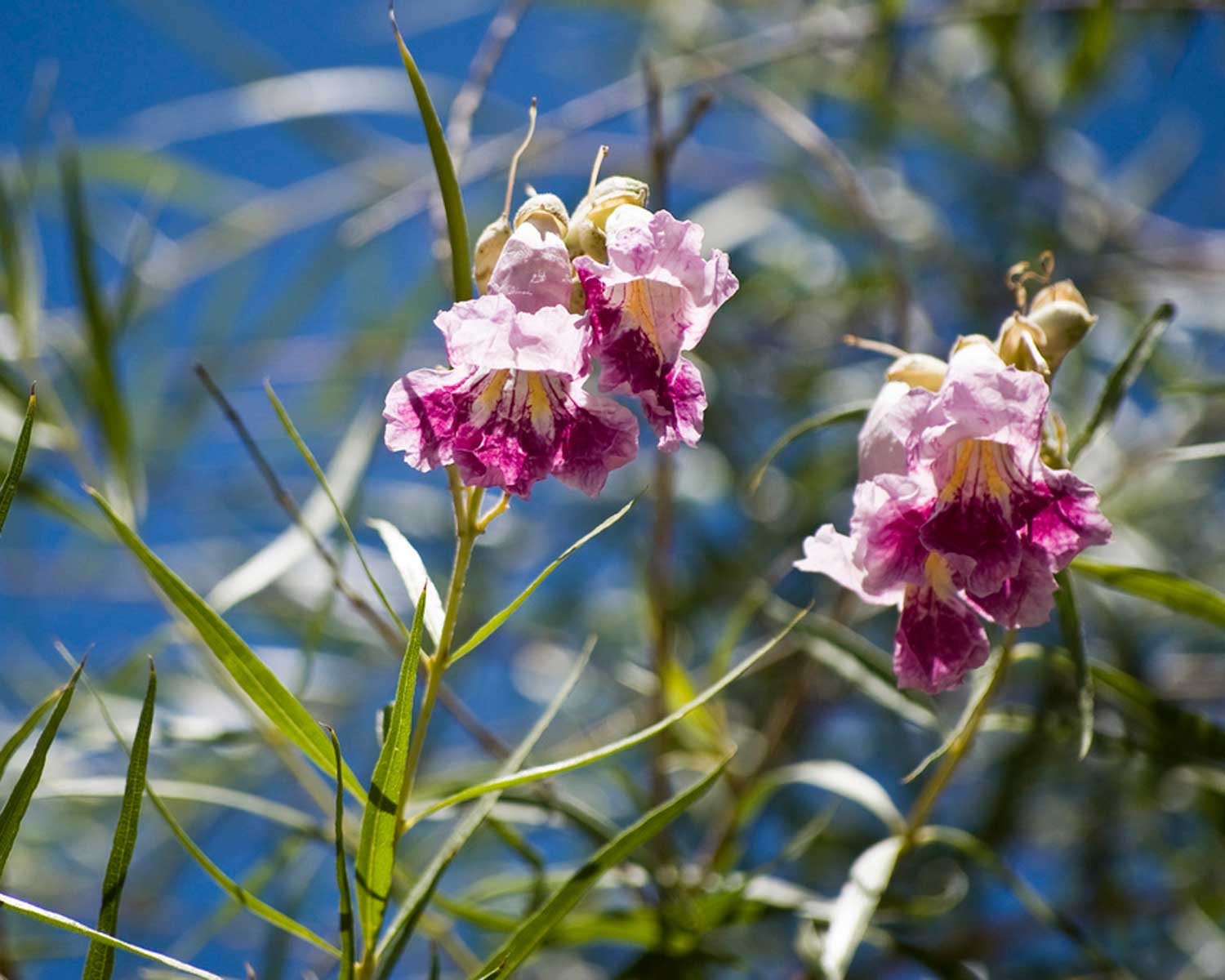 desert willow tree